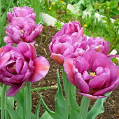 Тюльпан Махровый Lilac Perfection