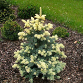 Ель колючая Bialobok