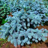 Ель колючая Super Blue Seedling