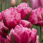 Тюльпан Махровый Up pink