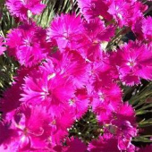 Гвоздика Перистая Dinetta Purple