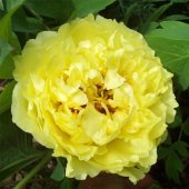 Пион ИТО Yellow Crown