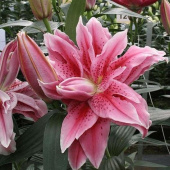 Лилия Roselily Thalissa