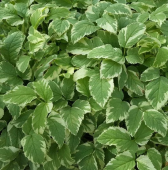 Сныть пестролистная Variegata