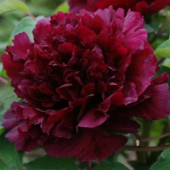 Пион Древовидный Fragrant Champion