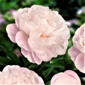 Пион Gardenia