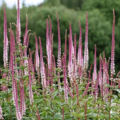 Вероникаструм виргинский Erica