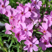 Флокс шиловидный Ronsdorfer Beauty