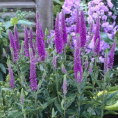 Вероника длиннолистная Purpleicious