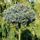Ель колючая Blaukissen штамб 40-60см