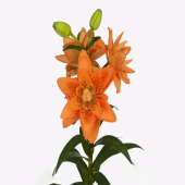 Лилия Dutch Design