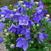 Платикодон Mariesii Blue