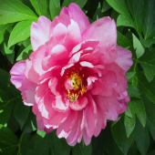 Пион ИТО Pink Double Dandy