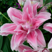 Лилия Roselily Isabella