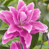 Лилия Roselily Doria