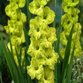 Гладиолус Spring Green