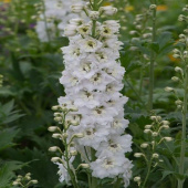 Дельфиниум Magic Fountain Pure White