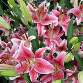 Лилия Mero Star