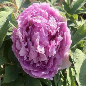 Пион древовидный Lavender Blue