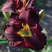 Лилейник Longfields Black Magic