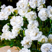 Гвоздика перистая Haytor White