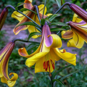 Лилия Golden Splendour