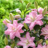 Лилия Roselily Editha