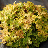 Гейхерелла Spicy Lime