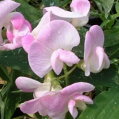 Чина широколистная Pink Pearl