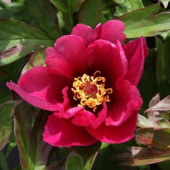 Пион ИТО Pink Ardour