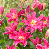 Лилия Roselily Julia