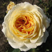 Роза кустовая Caramel Antike