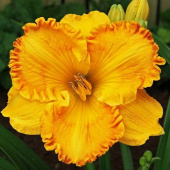 Лилейник Orange Nassau