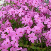 Флокс столоносный Purpurea