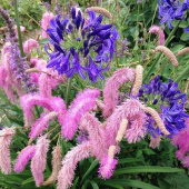 Кровохлебка Lilac Sguirrel