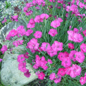Гвоздика гратианополитанская Blauigel