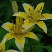 Лилия Yellow Electric