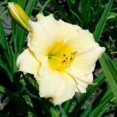 Лилейник Longfields Pearl