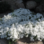 Флокс шиловидный Fabulous White