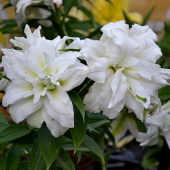 Лилия Roselily Samuela