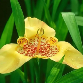 Тигридия Yellow