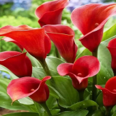 Калла Royal Valentine