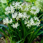 Нерина Bowdenii Alba