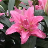 Лилия Roselily Patricia