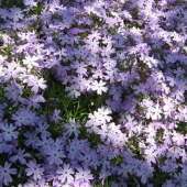 Флокс шиловидный Fabulous Blue Dark Centrum