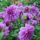 Георгина Lilac Time