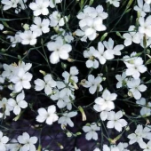 Гвоздика травянка  White