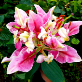 Лилия Parrot Pink Cariba