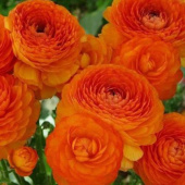 Лютик Азиатский Orange