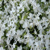 Флокс шиловидный 'Calvides White'